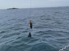 -小猫钓鱼海钓俱乐部(椰梦长廊店)