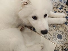 -Let's go狗咖·猫咖·奶狗·桌游(春熙路IFS店)