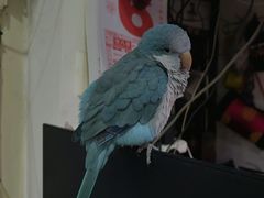 -东兴顺爆肚张