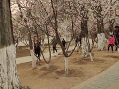-桃花堤公园