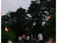 -大塘金香草谷