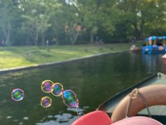 -上海共青森林公园