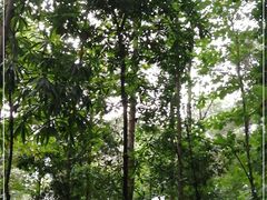 -铁山坪森林公园