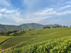 -帐篷客·溪龙茶谷度假酒店