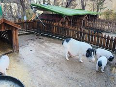 -清河半岛温泉度假酒店