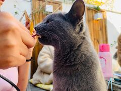 -喵屿·大理花园猫咖