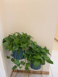 -颜加一•趣爱眼·科技美容养生