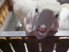 -上海大自然野生昆虫馆(东方明珠·爬宠昆虫探索中心)