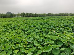 -嘉北郊野公园