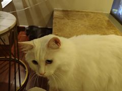-Catmate·猫肥家润(金润铂宫店)