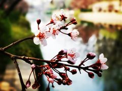 -海棠花溪(元大都城垣遗址公园)