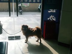 -申普宠物医院·眼科·心内科·影像科(普陀分院)