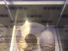-贝壳梦幻世界