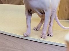 -MOCHA明星猫咖(田子坊店)