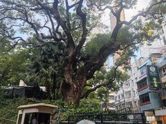-九龙公园