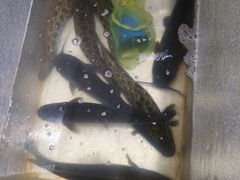 -金三可市井水煮鱼(金碧园店)