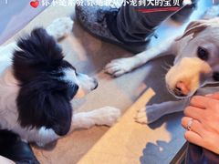 -百好乐宠物友好餐厅(朝外大街店)