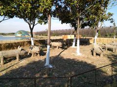 -上海都市菜园