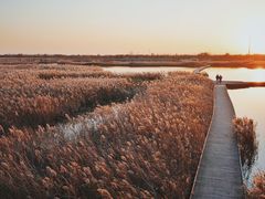 -盐城丹顶鹤湿地生态旅游区