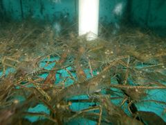 android_upload_pic-正宗高流河饭店原创风姜鸡