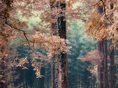 -黄海国家森林公园