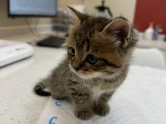 -御宝贝24h宠物医院·转诊中心·CT核磁血透中心(厦门总院)