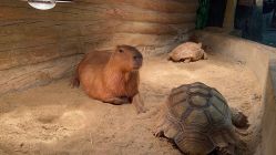 -Zoolung Zoolung动物主题公园(海信广场店)