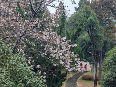 -武汉大学-樱园
