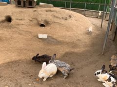 -前小桔亲子创意农场·草莓采摘·露营烧烤