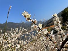 -广州市流溪河国家森林公园