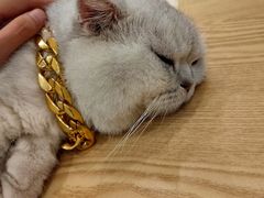 -绒爪撸猫下午茶·猫咖
