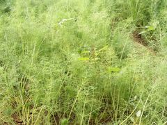 -万源龙顺度假庄园生态观光园