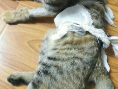 -佳怡动物医院·平价24小时·猫专科骨外科