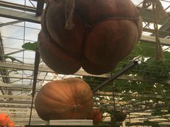 景点-兰陵国家农业公园