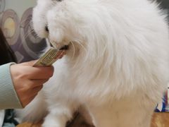 -猫小院猫主题餐厅(南锣旗舰店)