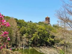 -深圳仙湖植物园