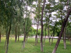 -大兴滨河森林公园