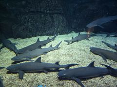 -烟台海昌鲸鲨海洋公园