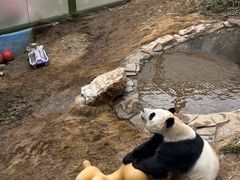 -栾川竹海野生动物园