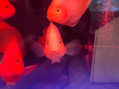 -华声天桥民俗文化园