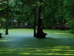 -艾溪湖湿地公园