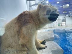 -海合安成都极地海洋公园