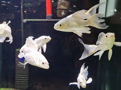 -宠物世家(仲盛世界商城店)