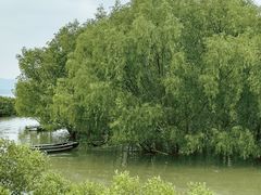 -大亚湾红树林城市湿地公园