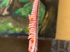 -土著渔匠·养生蝴蝶鱼(香樟路店)