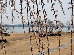 -香雪海
