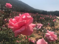 -亚龙湾国际玫瑰谷