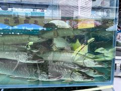 -煲来饱去冷水鱼