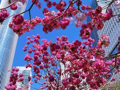 -深圳湾万象城(南山店)