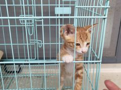 -创凡宠物医院·骨专科  猫科中心(西乡分院)